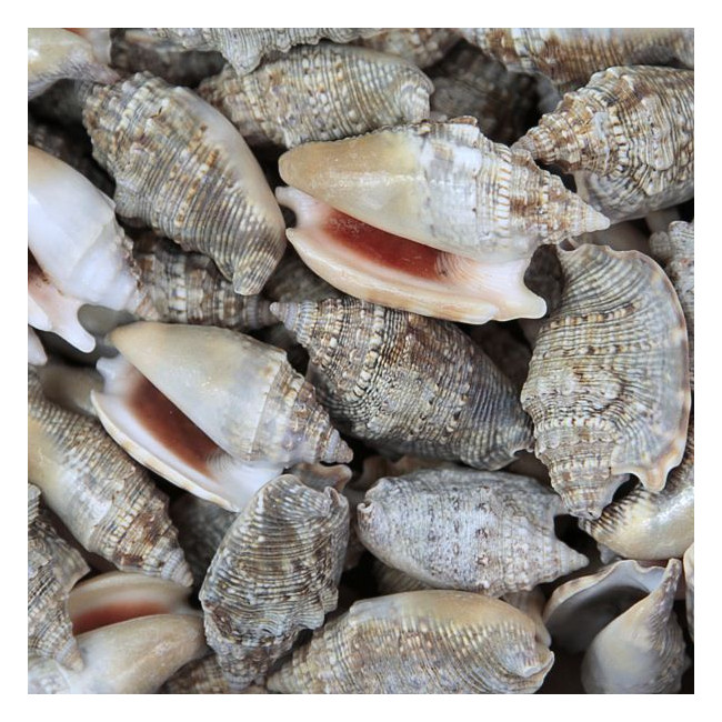 Coquillages strombus aurisdianae - 100 grammes
