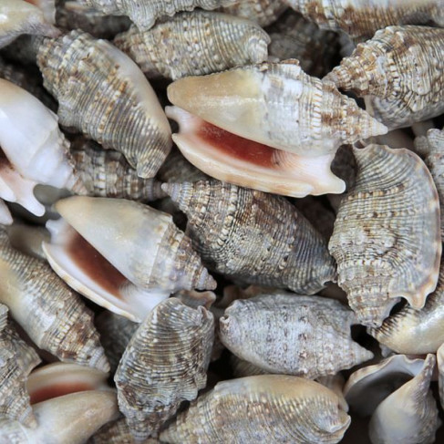 Coquillages strombus aurisdianae - 100 grammes