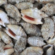 Coquillages strombus aurisdianae - 100 grammes