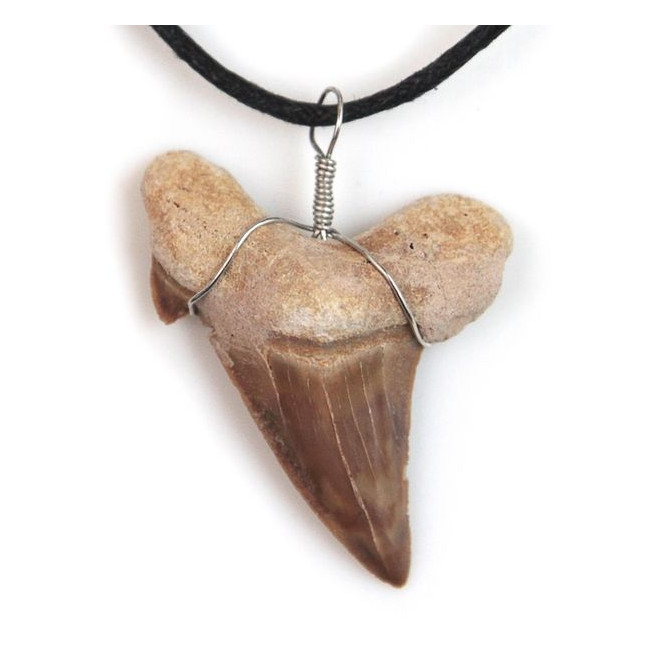 Pendentif dent de requin fossilisée avec cordon
