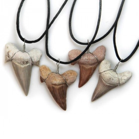 Pendentif dent de requin fossilisée avec cordon