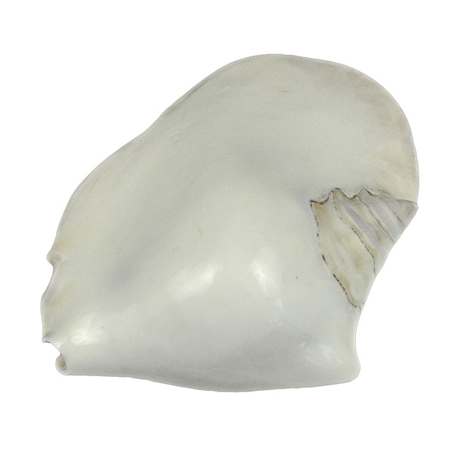 Coquillage strombus latissimus blanc poli