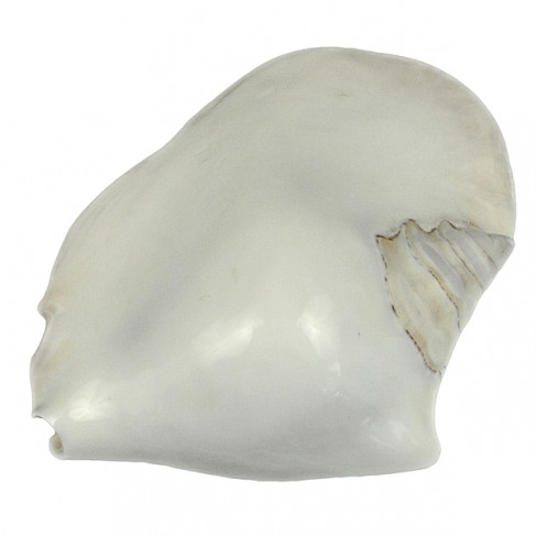 Coquillage strombus latissimus blanc poli
