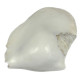 Coquillage strombus latissimus blanc poli