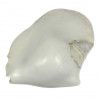 Coquillage strombus latissimus blanc poli