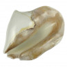 Coquillage strombus latissimus blanc poli