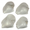 Coquillage strombus latissimus blanc poli