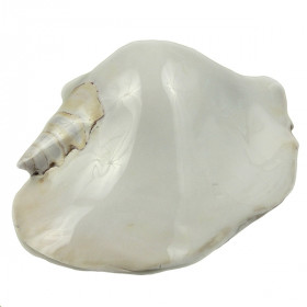 Coquillage strombus latissimus blanc poli