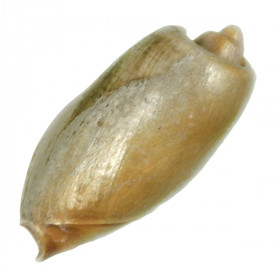 Coquillage cymbium olla