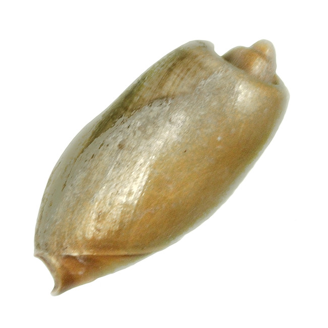 Coquillage cymbium olla