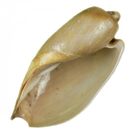 Coquillage cymbium olla
