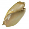Coquillage cymbium olla