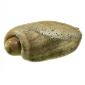 Coquillage cymbium olla
