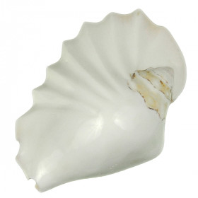 Coquillage strombus latissimus plissé blanc poli