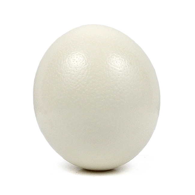 Oeuf d'autruche décoratif