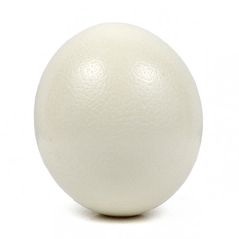 Oeuf d'autruche décoratif
