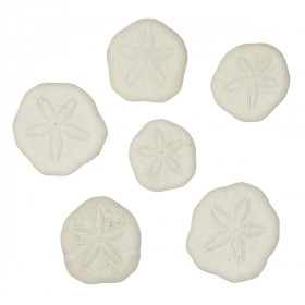 Tests d'oursins laganum laganum - 3 à 4 cm - Lot de 4