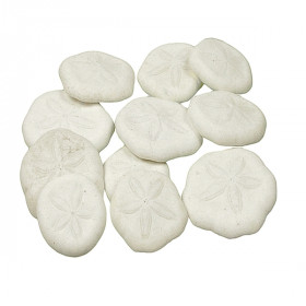 Tests d'oursins laganum laganum - 3 à 4 cm - Lot de 4