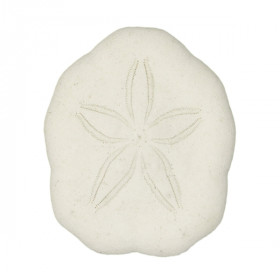 Tests d'oursins laganum laganum - 3 à 4 cm - Lot de 4