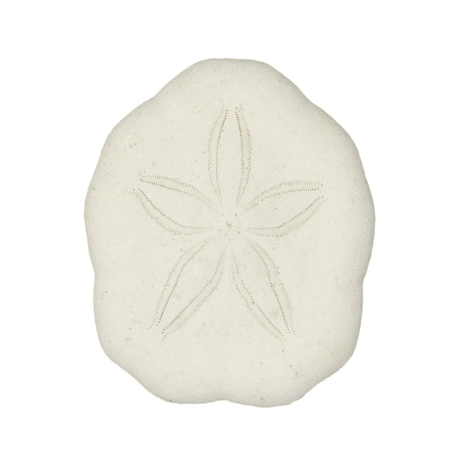 Tests d'oursins laganum laganum - 3 à 4 cm - Lot de 4