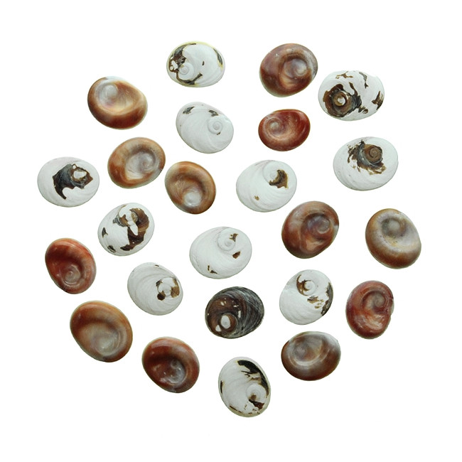 Opercules bruts oeil de Sainte Lucie - Lot de 3