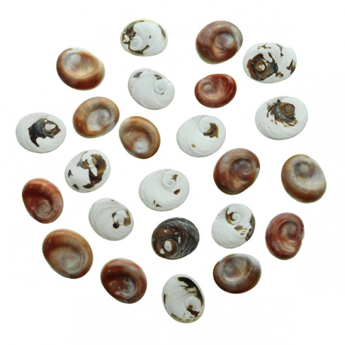 Opercules bruts oeil de Sainte Lucie - Lot de 3