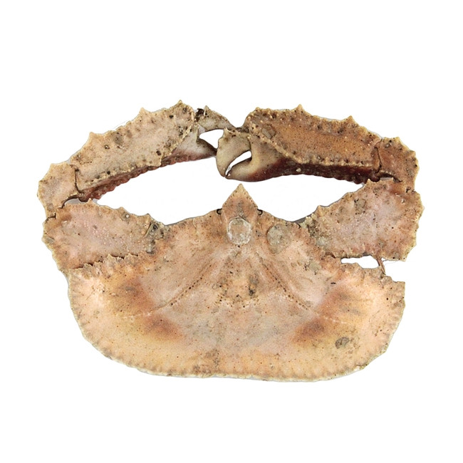 Crabe cryptopodia fornicata naturalisé