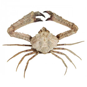 Crabe parthenope nummifera naturalisé