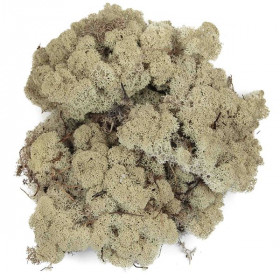 Lichen des rennes stabilisé blanchi - 50 grammes