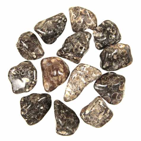 Pierres roulées agate fossile turritelle - 3 à 4 cm - Lot de 2