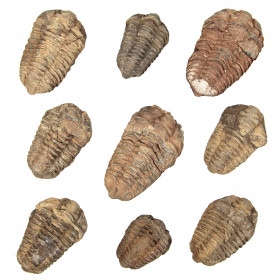 Fossile trilobite calymene