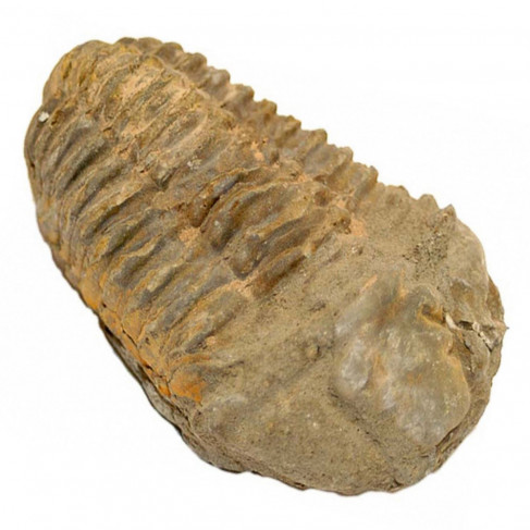 Fossile trilobite calymene