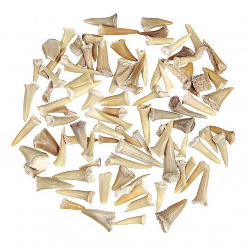 Lot de dents de requin fossilisées - 100 grammes