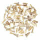 Lot de dents de requin fossilisées - 100 grammes