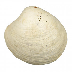 Fossile artica islandica - 8 à 9 cm