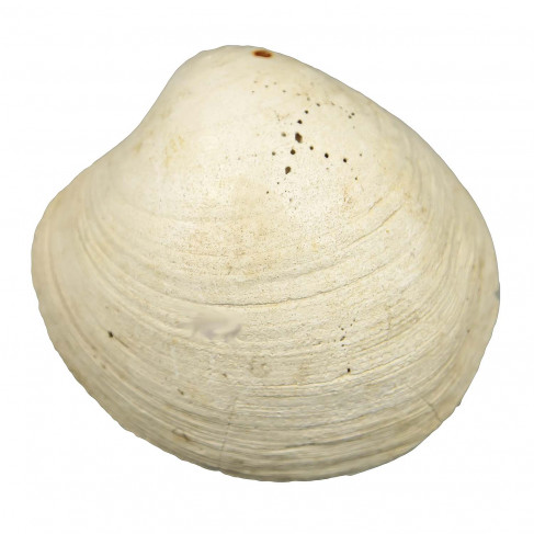 Fossile artica islandica - 8 à 9 cm