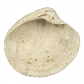 Fossile artica islandica - 8 à 9 cm