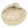 Fossile artica islandica - 8 à 9 cm