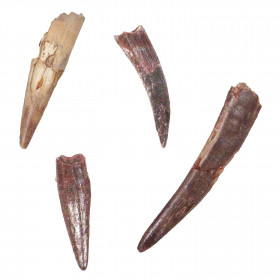 Dent de Siroccopteryx moroccensis - 2 à 4 cm