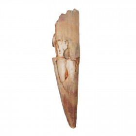 Dent de Siroccopteryx moroccensis - 2 à 4 cm
