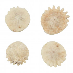 Oursin fossile heliophora orbiculus - 2 à 3.5 cm