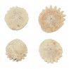 Oursin fossile heliophora orbiculus - 2 à 3.5 cm
