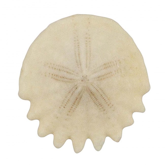 Oursin fossile heliophora orbiculus - 2 à 3.5 cm