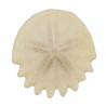 Oursin fossile heliophora orbiculus - 2 à 3.5 cm