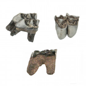 Dent fossile de cervidé - 1.5 à 2.5 cm