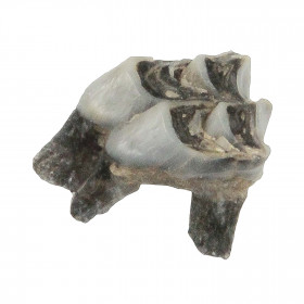 Dent fossile de cervidé - 1.5 à 2.5 cm