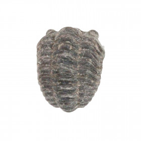 Phacops fossile +/- 1 cm