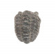 Phacops fossile +/- 1 cm