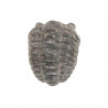 Phacops fossile +/- 1 cm