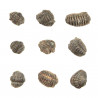 Phacops fossile +/- 1 cm